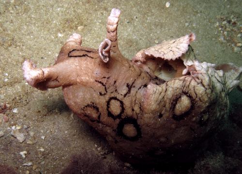 Aplysia dactylomela