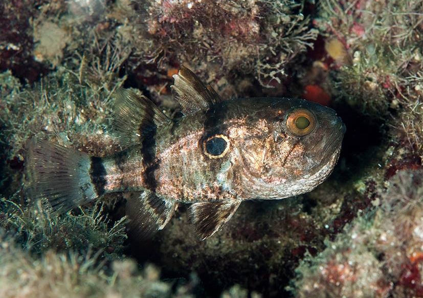 Apogonichthyoides pharaonis