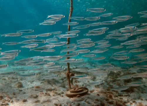Atherinomorus forskalii