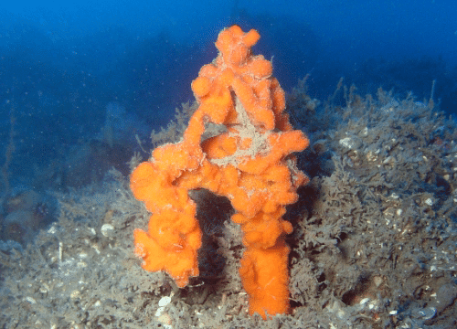 Axinella cannabina