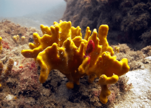Axinella polypoides