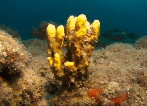 Axinella
