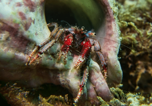 Calcinus tubularis
