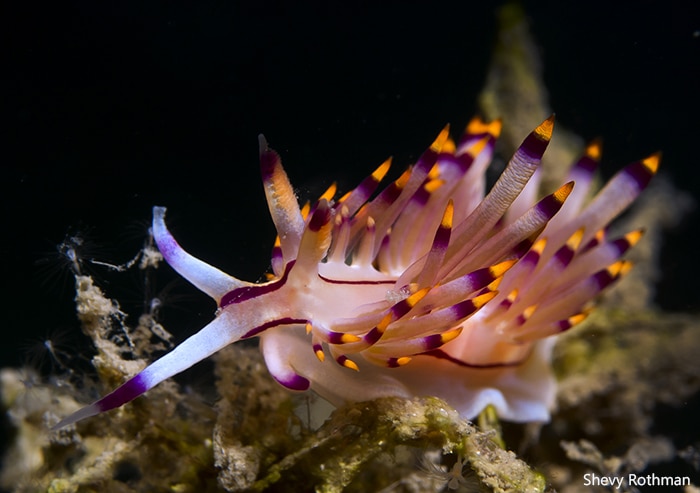 Coryphellina rubrolineata