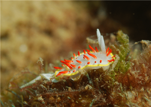 Diaphorodoris papillata