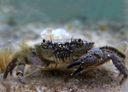 Eriphia verrucosa