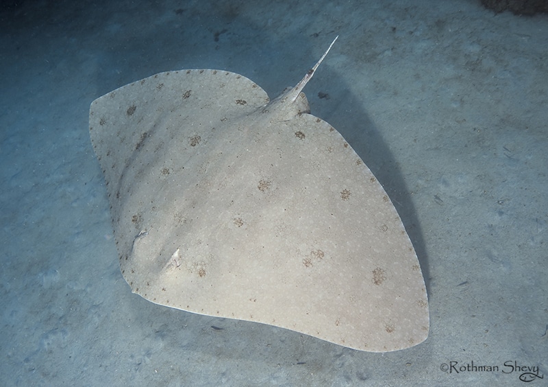 Gymnura altavela