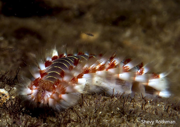 Hermodice carunculata