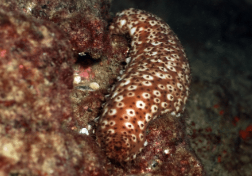 Holothuria sanctori