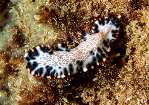 Maritigrella fuscopunctata