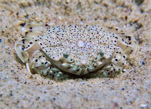 Matuta victor