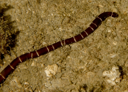 Notospermus geniculatus