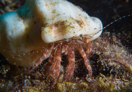 Pagurus anachoretus