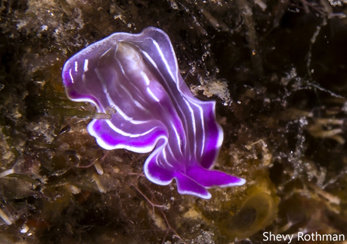 Prostheceraeus roseus