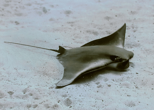 Rhinoptera marginata