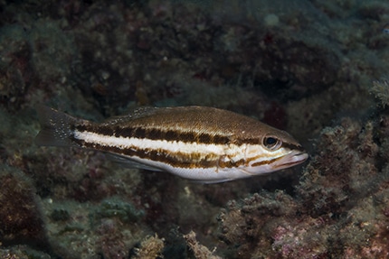Serranus cabrilla