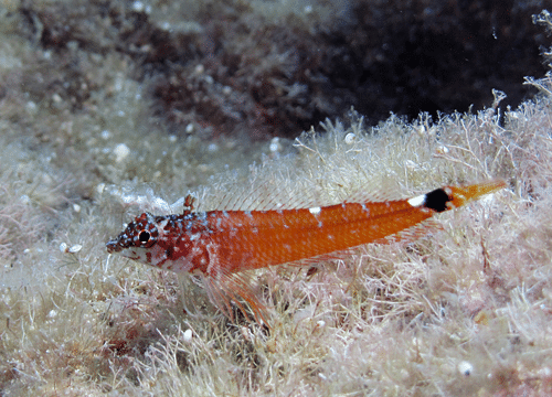 Tripterygion melanurum