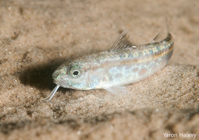 Upeneus moluccensis