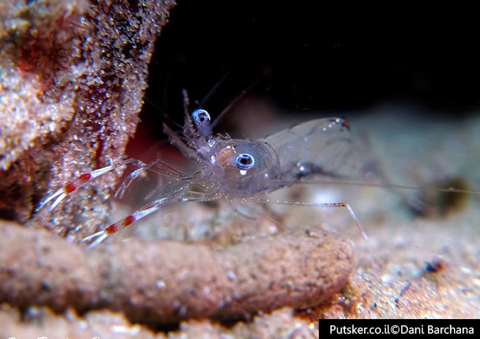 Urocaridella pulchella