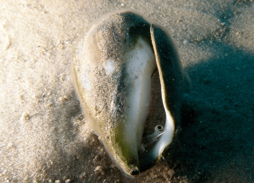 Conomurex persicus